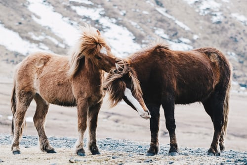 deux chevaux typiques islandais