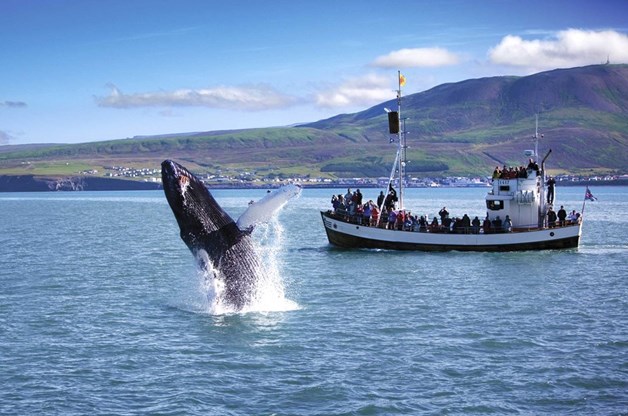 L'Observation des Baleines en Islande : Le Guide Pratique