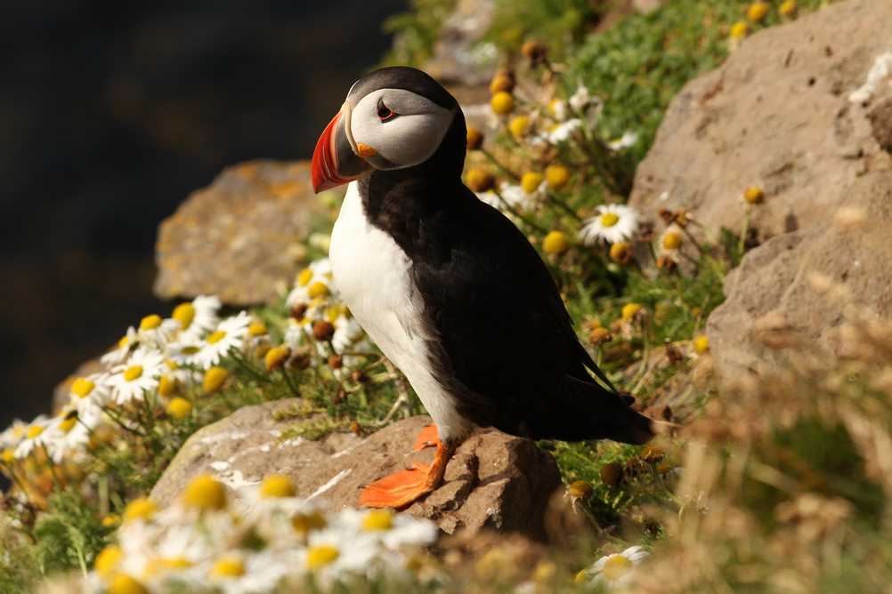 Icelandic puffin standing on a cliff