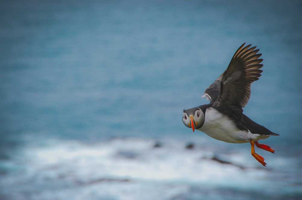 Puffin flying in Iceland, ocean on the background