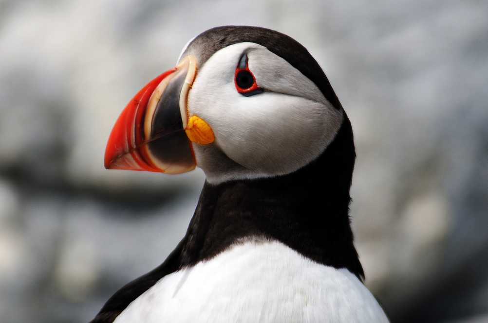 puffins head, colored beak