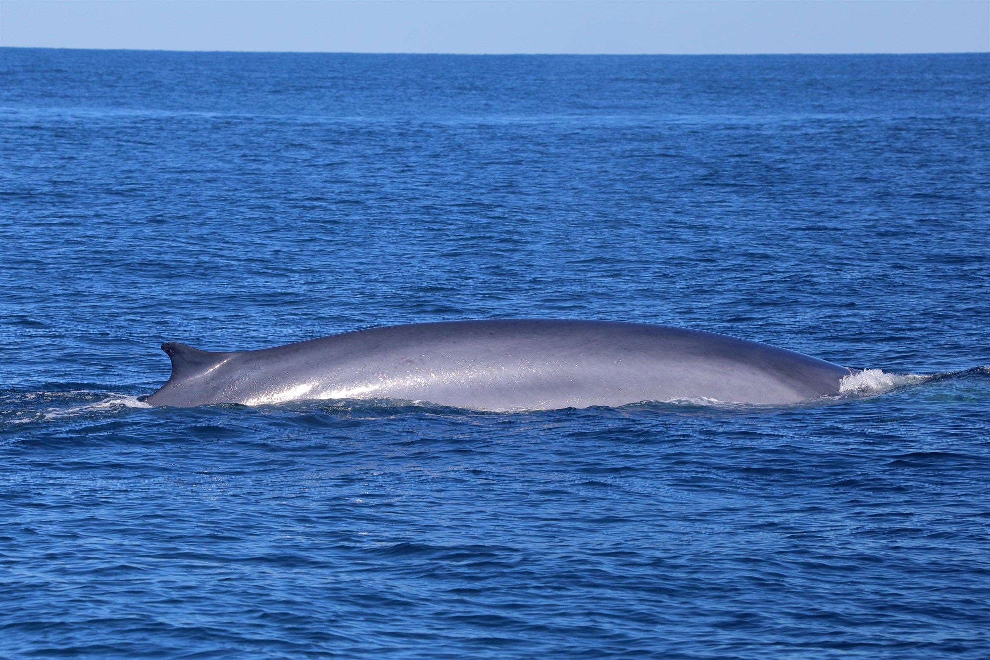 A fin whale jumping out of the water