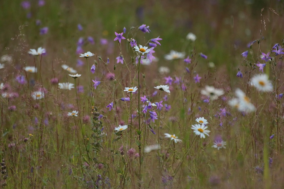 Flowers in Finland