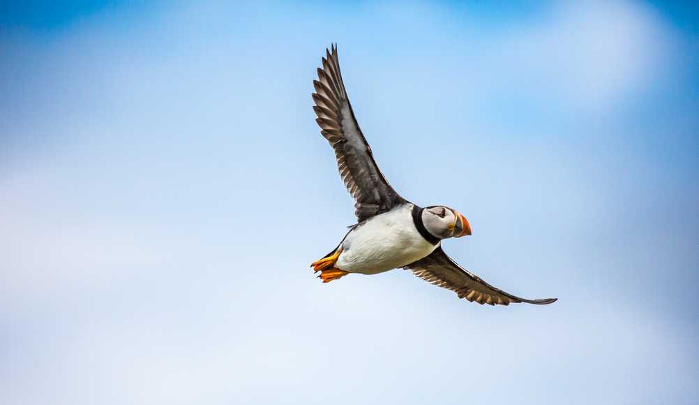 flying puffin in iceland, blue sky