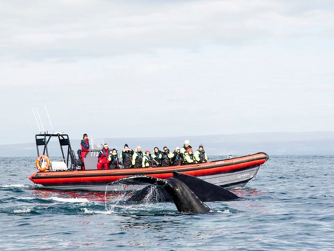 Húsavík Adventures