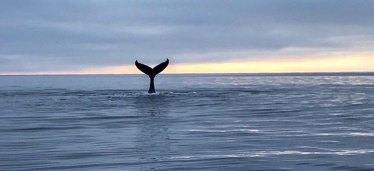 Húsavík Adventures