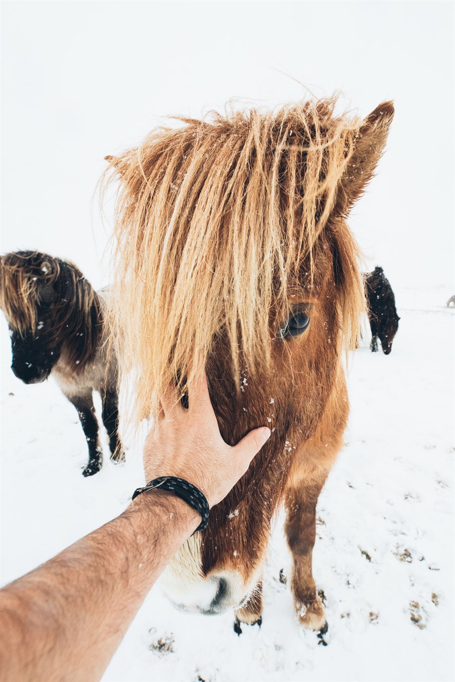 chevaux islandais sur de la neige en hiver en islande