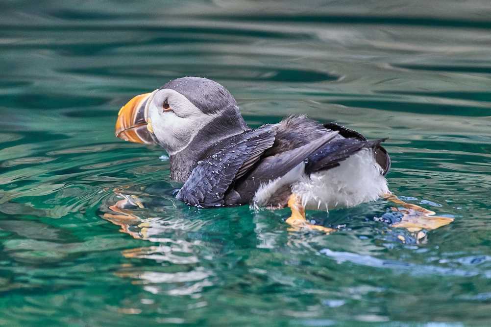 Puffin bathing in the sea