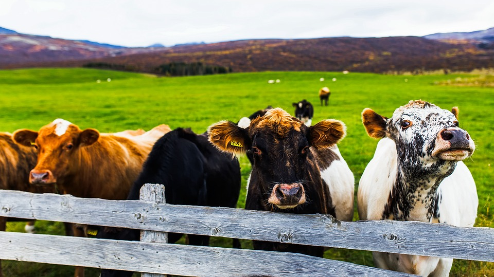 Icelandic cows 