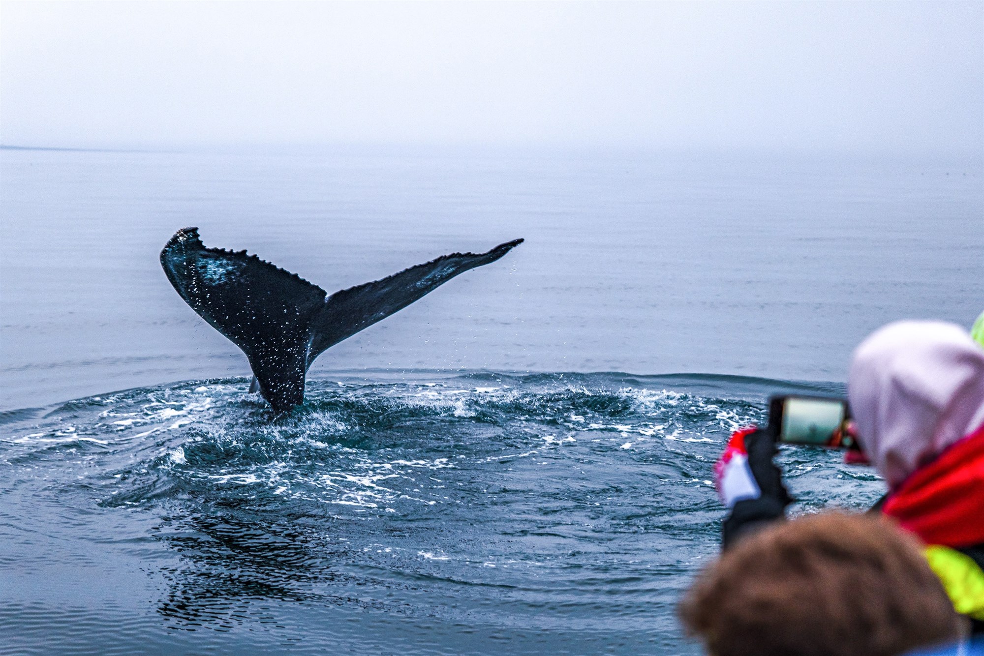 Húsavík Adventures