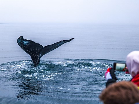 Húsavík Adventures