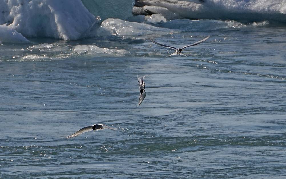 Arctic terns at Jokulsarlon in Iceland