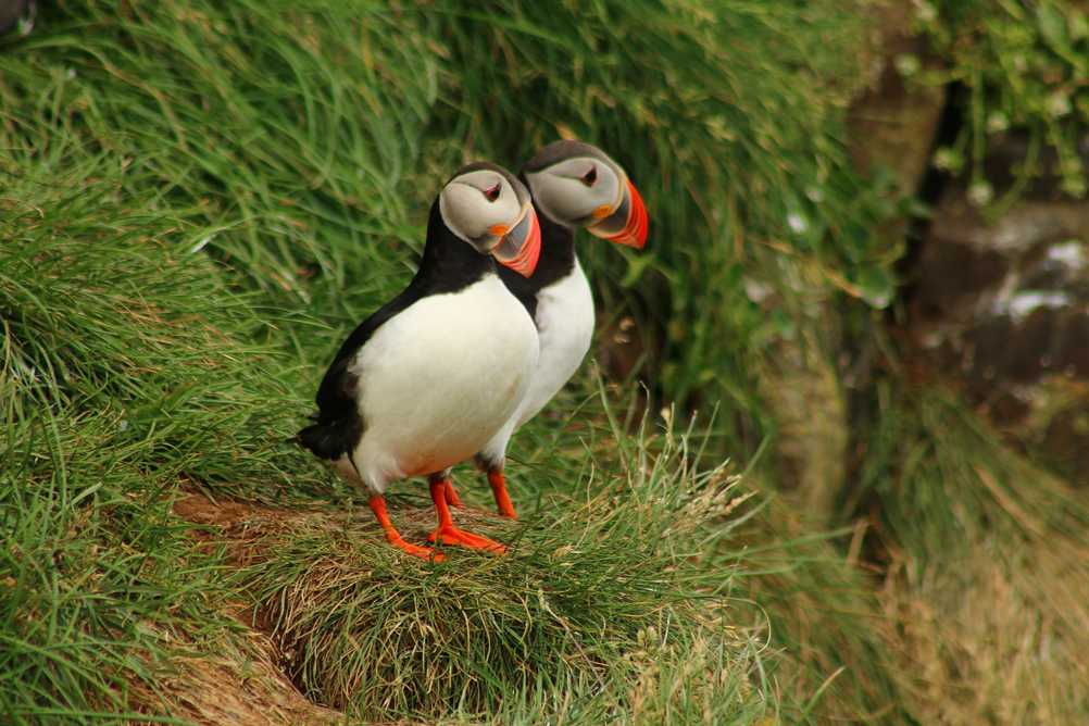 Puffin couple in Iceland