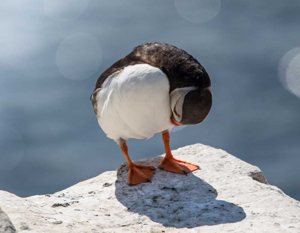 Icelandic puffin on a rock