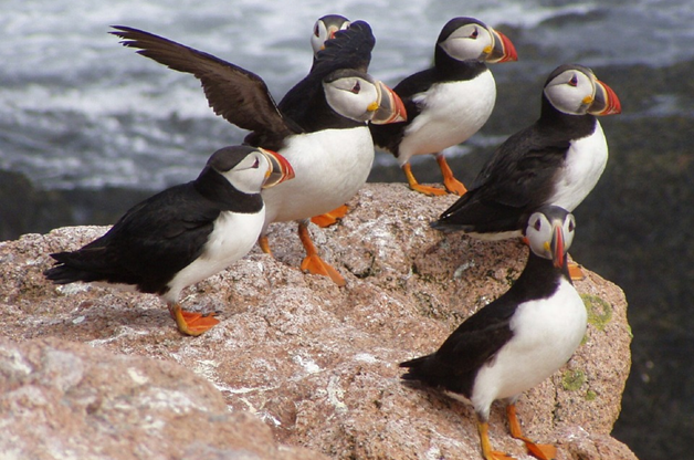 Rencontrez les macareux en Islande !