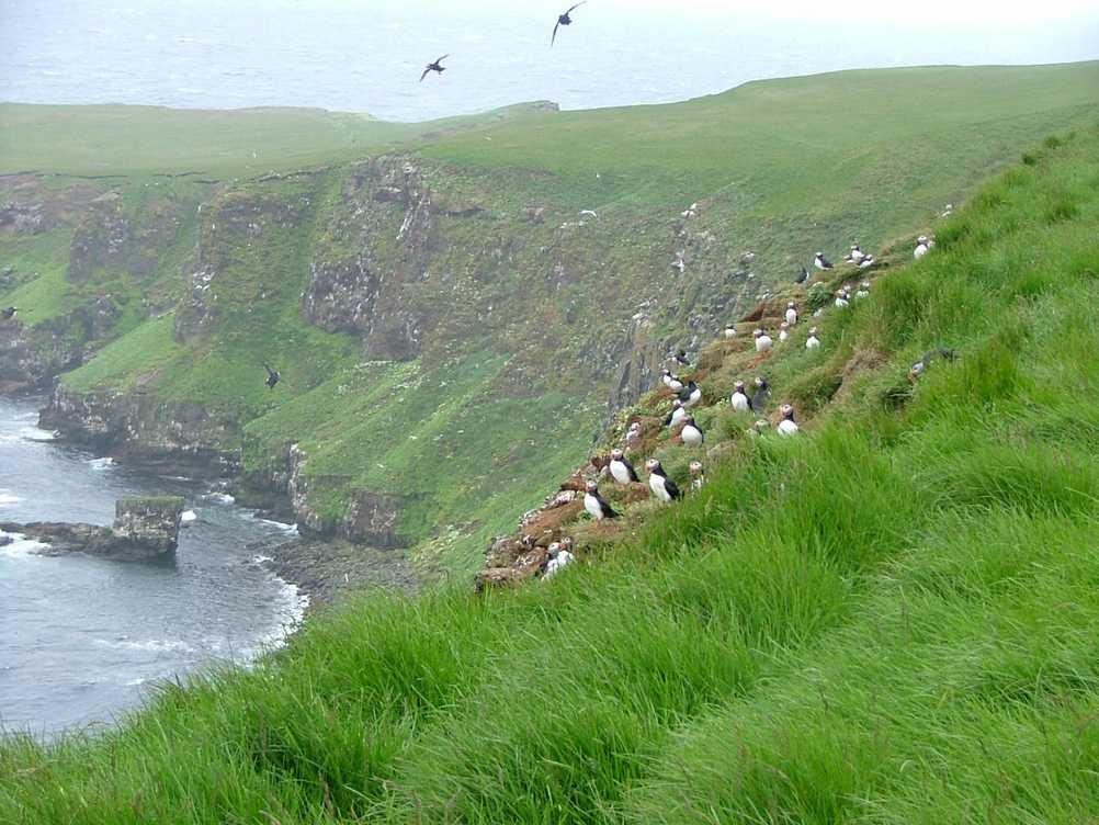 Puffins at Grimsey in Iceland