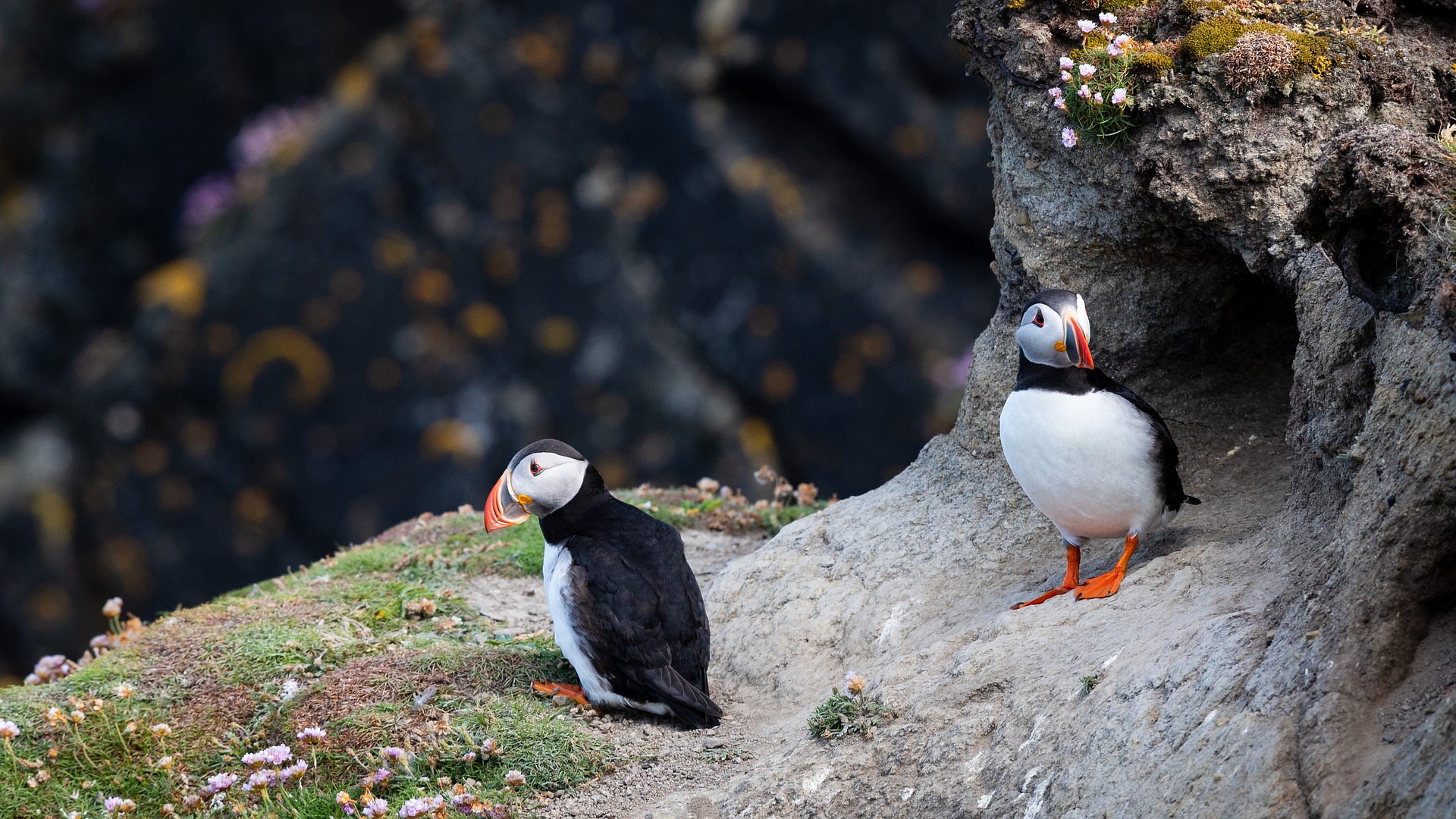 Puffins in Iceland