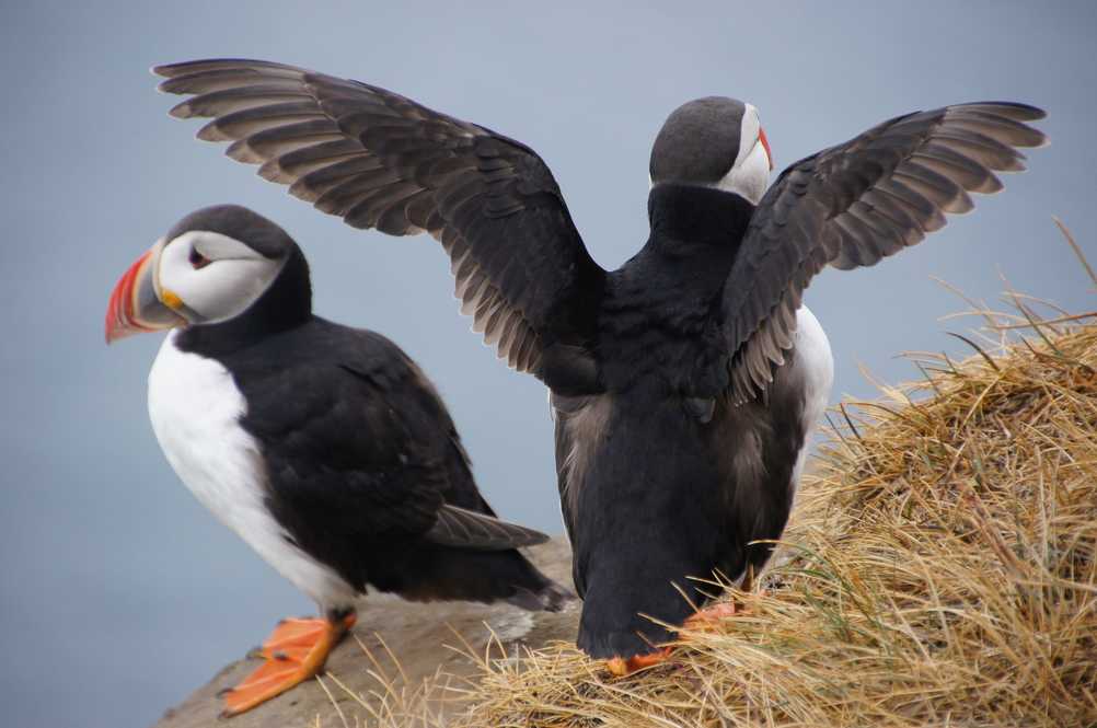 Two puffins in iceland, one spreads its wings