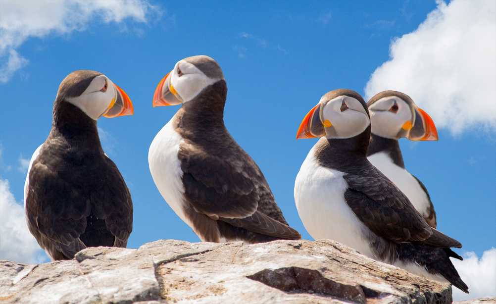 4 puffins on a rock, blue sky