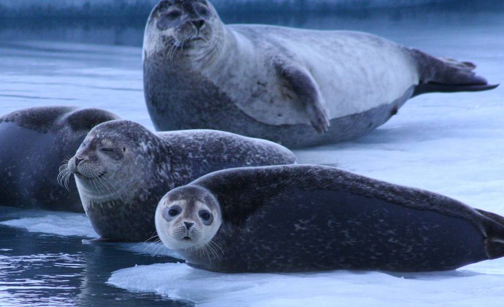 Seals at Jokulsarlon in Iceland