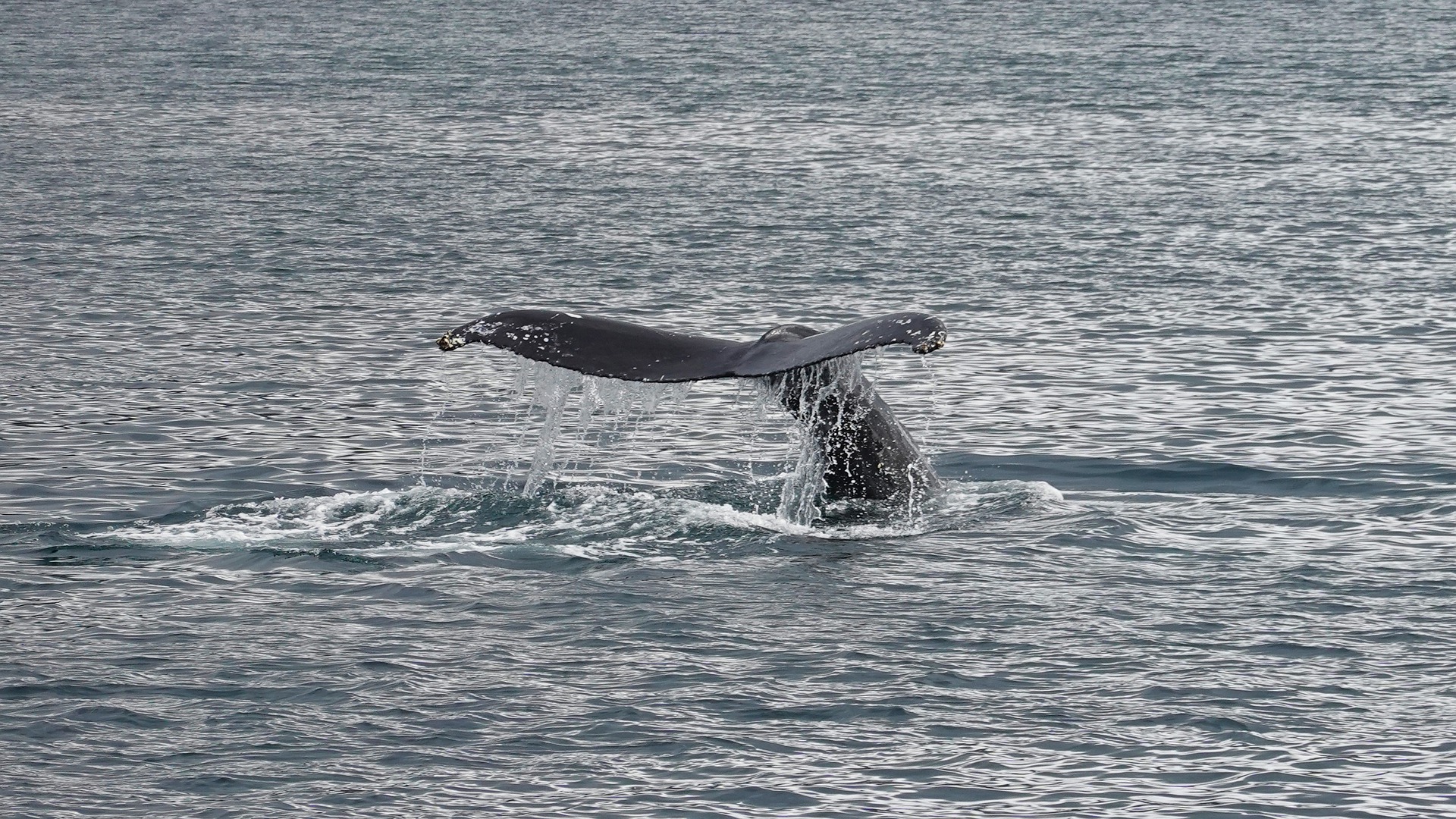 A whale jumping out of the water