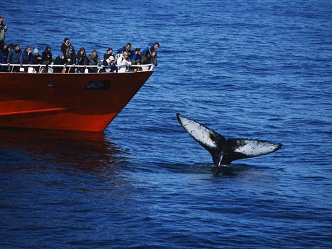 Elding whale watching