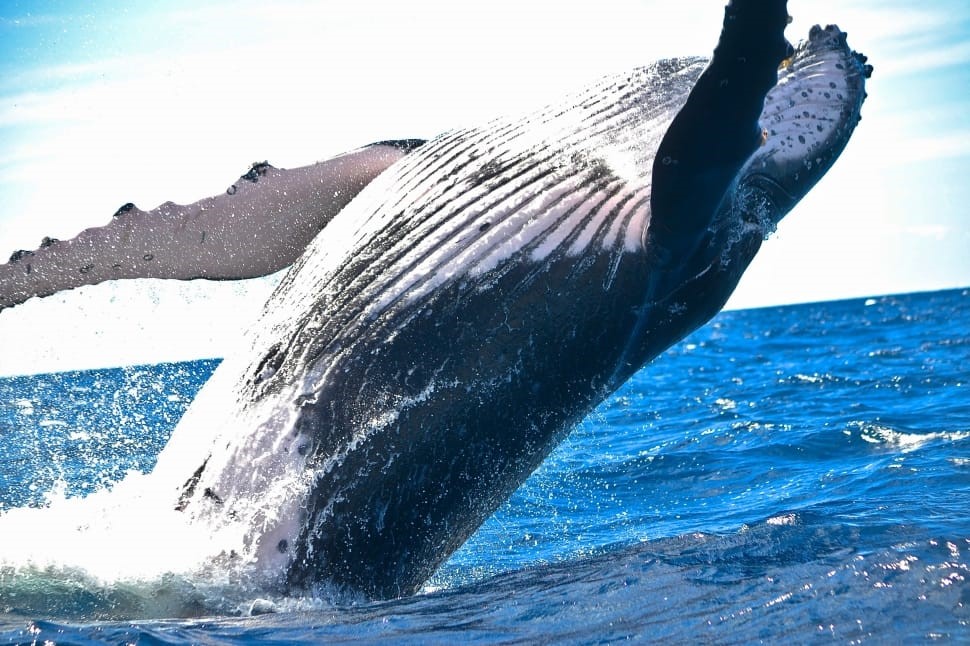 Whale breaching near Reykjavik